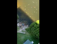 Green shirt guy crowd of turtles pt 2