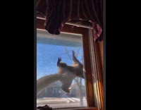 Squirrel climb on screen outside of window