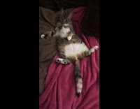 Collab KaleSaladIG - Cat chills on couch with legs spread wide open