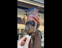 Woman gives horse sugarcube as treat