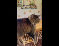 Guy picks up chubby cat that throws tantrum