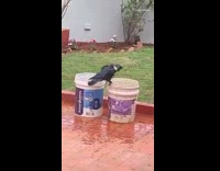 Crow on bucket dunks head in water