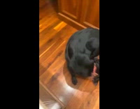 Dog grabs tail and goes circling