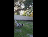 Black white dog jump to reach branch