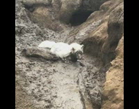 White Dog Stella Sticks Face Directly Into Mud