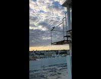 Two pigeons on the roof railing poops