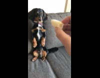 Black brown dachshund dog sits upright banana 