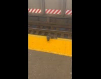 Two pigeons kiss passionate at train platform