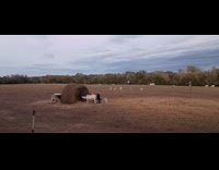 Lambs get zoomies runs around the field