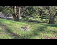 Brown Hawk Eats Up Pigeon in Park 