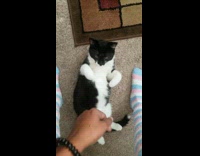 Cat laying back looks up at girl 