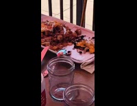 Black bird eats rest of girls breakfast 