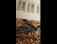 Snake tries to attack man from enclosure