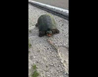 Snapping turtle bites stick 