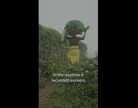 Predator Cats Lurks in Plantation at Night