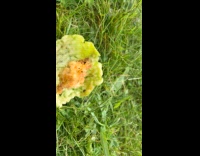 Apple on grass eaten with core remains 