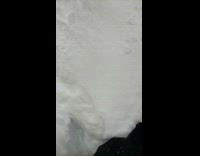 black and white corgi jumping in snow