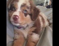 Brown and White Puppy Barking on Blue Bed