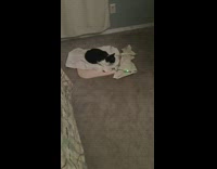 Cat stumble around chase green laser room