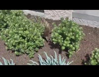 Wild echidna walking in the bushes and then on the grass in the lawn 
