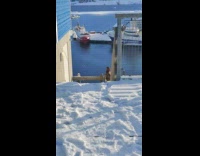 Brown eagle sits on stairs railing ocean 