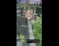 Squirrel eats empanada on bench 