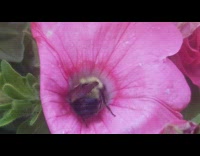 Bee collect pollen inside of pink flower