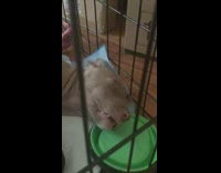 Brown pit bull dog sleeps black pen 