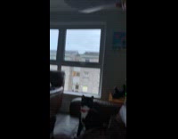 Two cats play jumps to reach paper