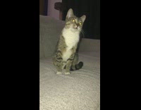 Cat sit grey sofa yawn scratch head