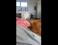 Dog waking up after hooman moved an inch