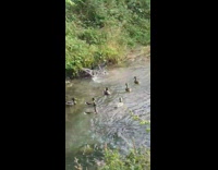 Two ducks fight chase in river water