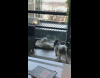 Dog sits on friends bed and gets pulled across room while laying on bed