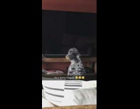 Grey poodle dog watches blank off television 