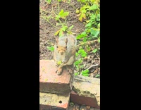 Man tells squirrel to stop eating gooseberries 