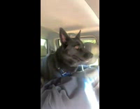 Black dog in car barking and crying in backseat