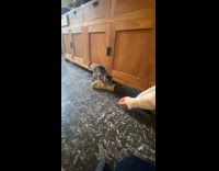 Cat play fetch with cap slid on floor part 1