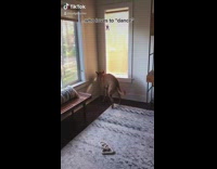 Collab ClipsIG - Brown dog humps when hes happy 