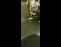 Multicolored cat goes under train seats 