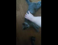 Person spin around grey cat on floor