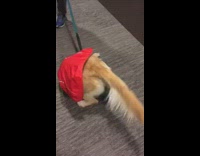golden retriever wearing red raincoat on leash