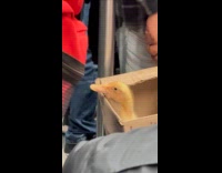 Yellow duck inside the box rides subway