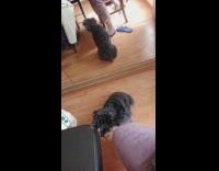 Howling woman joins the schnauzers  dog pack