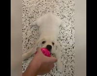 White puppy dog bites pink toy ball