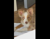 Dog chews snack, raps to song