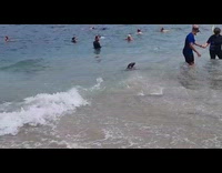 People snorkeling with sea lions at beach