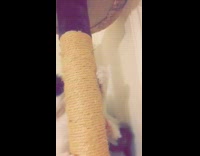 White cat with blue eyes plays with a toy scratcher 