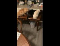 Five different cats eat  together on table