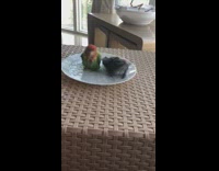 Two pet birds bathe on the water on a plate