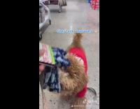 Girl brown dog get matching blue socks 